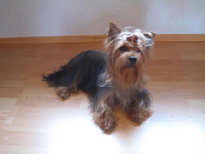 Yorkshire Terrier 2 Jahre 300EuroVB