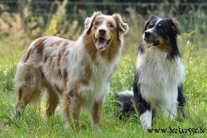 Australian Shepherd Zuchtrüden und Welpenvermittlung ASCA