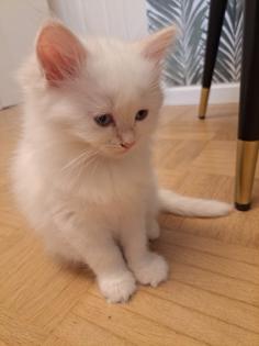 Kitten Kätzchen nur noch Ellie Neva Masquarade sibirische Katze