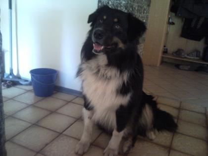 Hallo ich bin ein Australian Shepherd Deckrüde