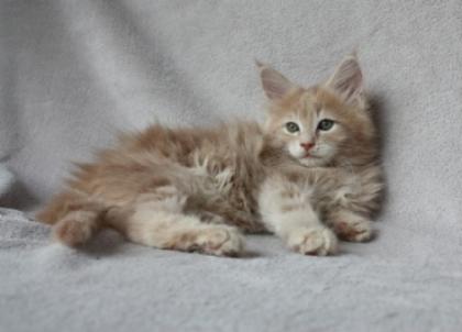 Verschmuste, typvolle Maine Coon Kitten