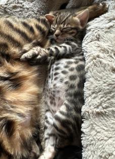 Bengalen aus liebevoller Zucht mit TICA-Stammbaum melanistic und brown spotted