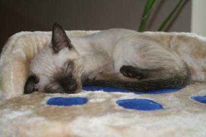 Bildhübsche Siam - Thai - Kitten kompl. geimpft ab sofort abzugeben