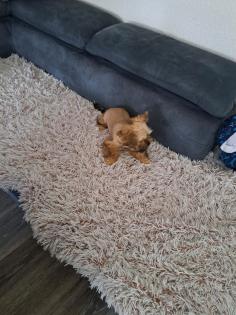 Yorkshire terrier mini