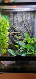 2 Rotaugenlaubfrösche - Agalychnis callidryas mit Terrarium von Exo Terra