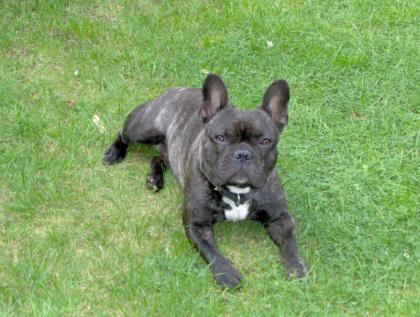 Franz. Bulldogge Deckrüde