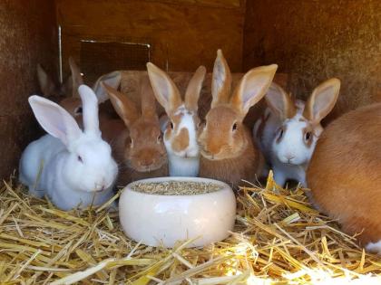 Kaninchen, Hasen, Häsinnen, Rammler