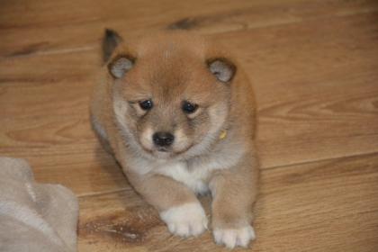 24 Jahre Shiba Inu Zucht in Sachsen