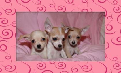 Chihuahua Welpen Mini