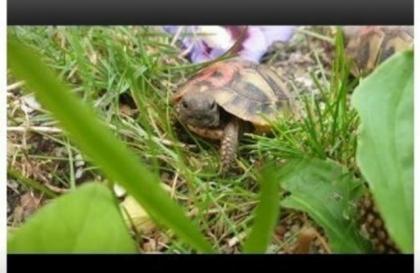 Griechische Landschildkröten Nz von 2021