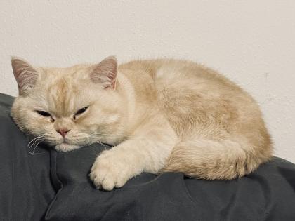 Noch 5 BKH/BLH Mix Kitten