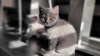 BKH blue Kitten - auszugbereit - reinrassig - Britisch Kurzhaar