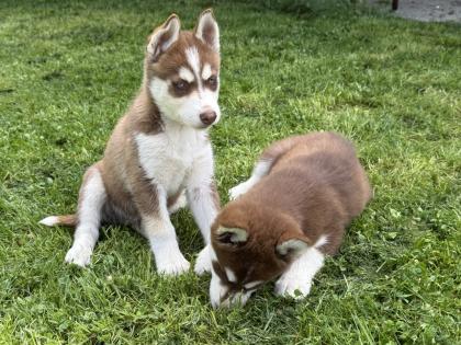 Sibirische Husky-Welpen 8 Wochen alt, geimpft entwurmt