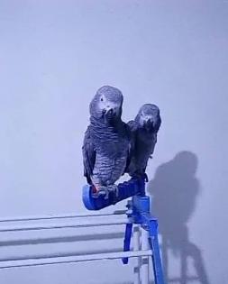 Supersüße Vögel männlich und weiblich zu verkaufen.