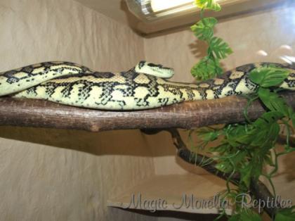Caramel Teppichpython / Morelia Spilota Bock 2021