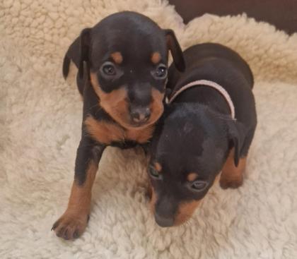 Zwergpinscher/Rehpinscherwelpen
