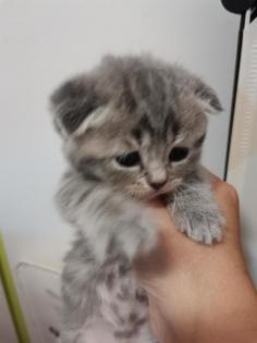 Britisch-Kurzhaar-Katzenbabys