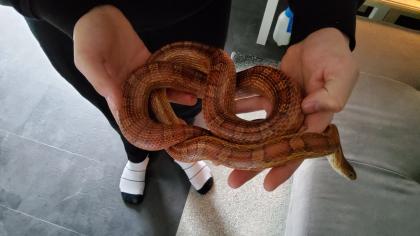 Kornattern 2 Stück eine Albino und eine Naturell