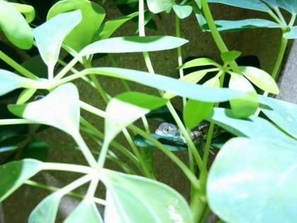 Stirnlappenbasilisk 0. 0. 2 Basiliscus plumifrons