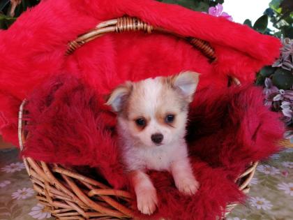 Süße Chihuahua-Welpen