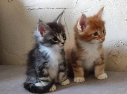 Maine Coon Kitten mit Stammbaum suchen einen neuen Kuschelplatz
