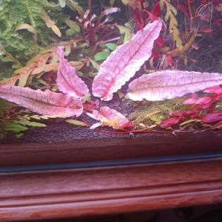 Stängelpflanzen Wasserpflanzen Aquariumpflanzen Aufsitzer