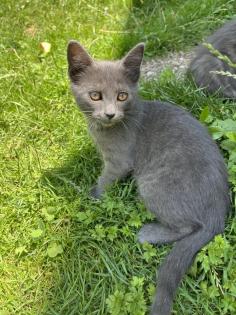 Mischling Katzen Kitten Baby