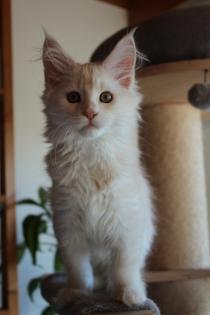 Maine Coon Kitten black silver torbie und red silver sehr hell mit Stammbaum