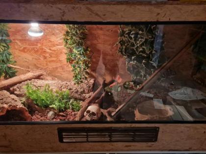 Kornnattern mit Terrarium