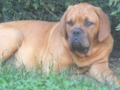 BORDEAUXDOGGENWELPEN