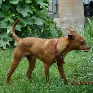 Rony sucht ein Zuhause