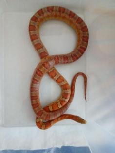 Kornnatter
