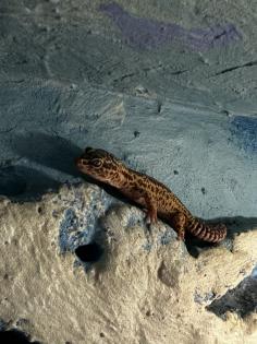 5 Leoparden Geckos Weibchen mit Terrarium