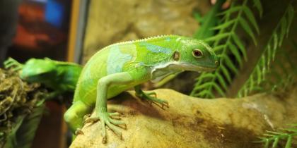 Fidschi Leguane Brachylophus fasciatus