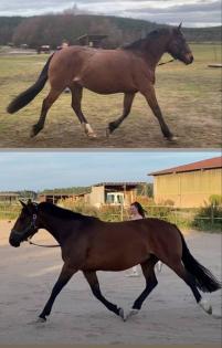 Transformation Pferd Reiter, Reitunterricht Kurse Online