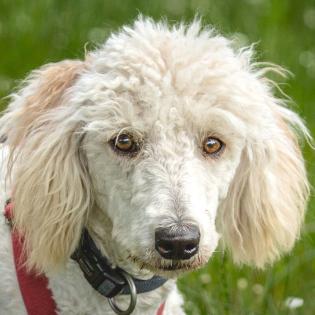 KEFIR - weiblich 1 Jahr 44 cm 12. 5 kg Puli-Mix Gechipt Kastriert