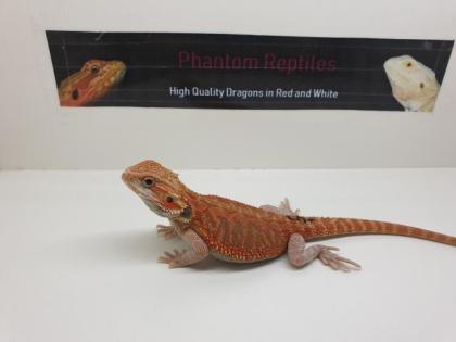 Schöne Rote und weiße Bartagamen Hypo Translucent Zero Pogona Vitticeps Abzugebe