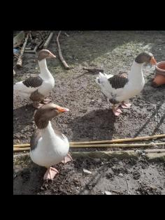 Gans Pommerngans Bruteier