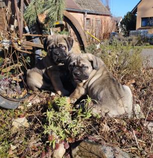 Reinrassige Cane Corso italiano Welpen