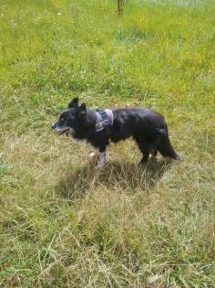 Border Collie Shepherd Mix 13 Jahre
