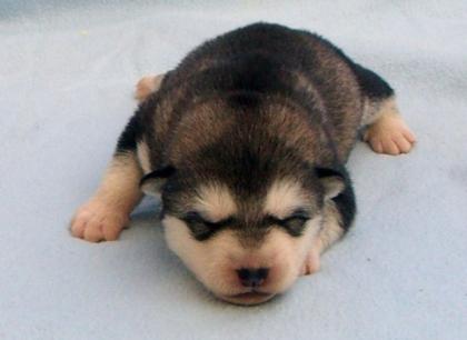 Hurra unsere Alaskan Malamute Welpen sind geboren