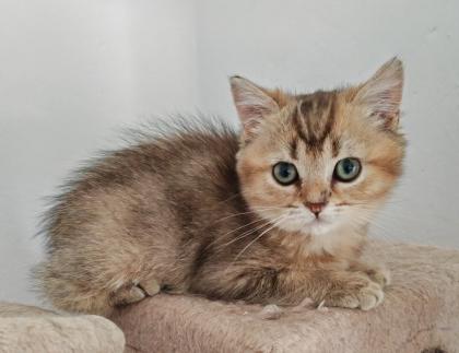 Nur noch 2 Kittens suchen liebevolle Zuhause