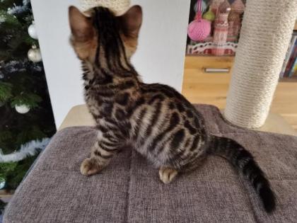 Bengal Kitten Männchen
