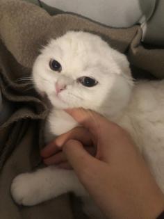 Scottish Fold 6 Monate alt Weiß/Grau