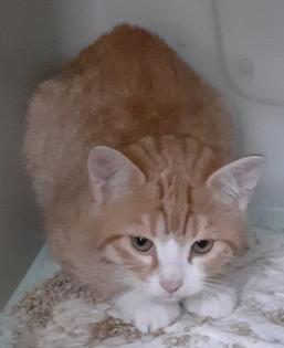 Freddy und Barney suchen dringend ein Zuhause aus dem Tierschutz / gechipt, geimpft, kastrier