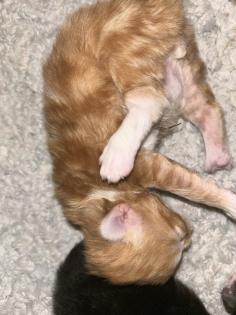 Main Coon Perser Babys