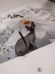 Canadian Sphynx Katzen und Kater