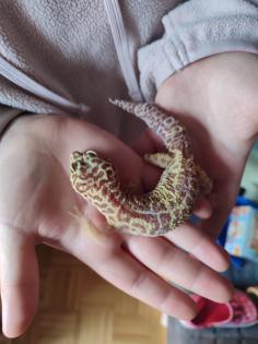 Terrarium incl Leopardengecko Paar