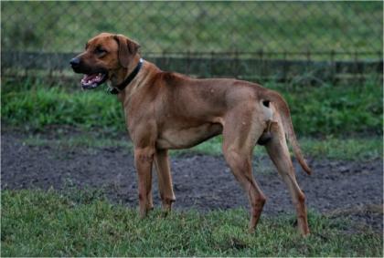 Rhodesian Ridgeback Welpen m. Pap.