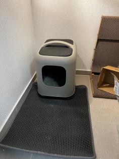 BKH Kater 5 Monate alt mit Kratzbaumm und Katzenklo